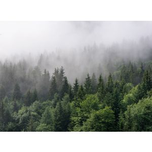 118602 Фототапет  Foggy Fir Trees