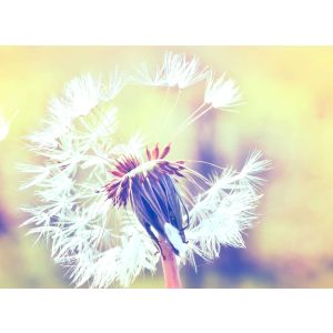 118596 Фототапет  Dandelion 2