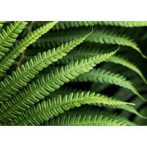 V7-750 PHOTOMURAL 350/250 СМ