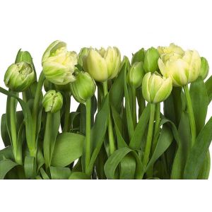 8-900 Photomural Tulips
