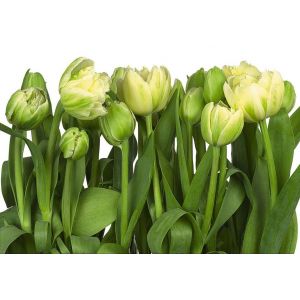 8-900 Фототапет Tulips