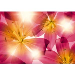 8-928 Фототапет Summer Sun