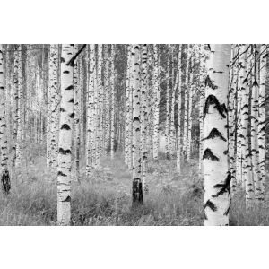 XXL4-023 Фототапет Woods