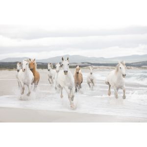 8-986 Фототапет White Horses