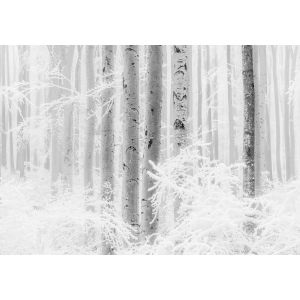 R4-043 Фототапет Winter Wood - Domko.com R4-043 Фототапет Winter Wood