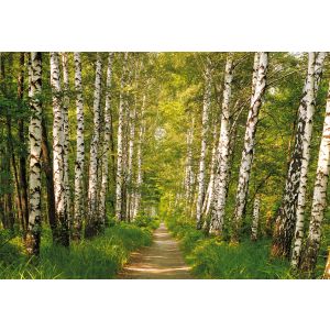 8-301 Фототапет Birkenwald