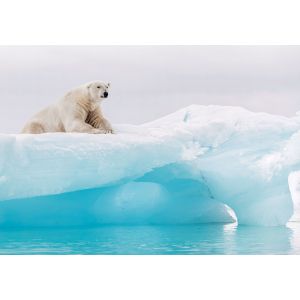 IANGX8-026 Фототапет Arctic Polar Bear