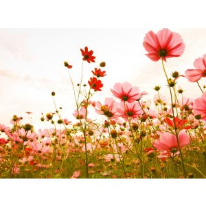 118598 Фототапет  Flower Meadow 1