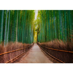 118630 Фототапет  Bamboo Walk 