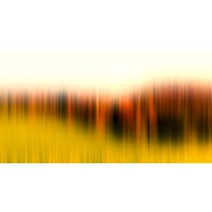 DD118420 Фототапет Different Tree Row2