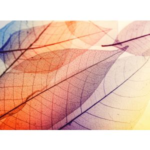 118586 Фототапет Limpid Leaf 1