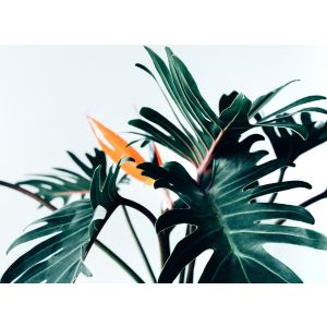 DD123515 Фототапет DesignWalls 2