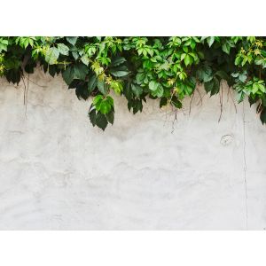 DD123536 Фототапет DesignWalls 2