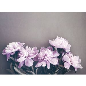 DD123726 Фототапет DesignWalls 2