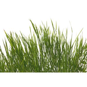 DD129580 Фототапет Grass Land