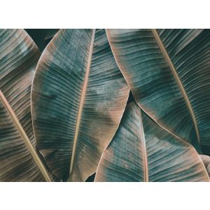 118562 Фототапет Banana Leaves 2