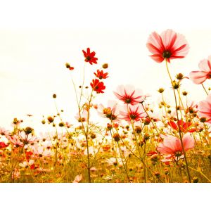 118600 Фототапет  Flower Meadow 2
