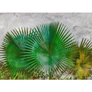 118710 Фототапет Agave Leaves