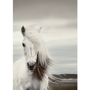Картина 41-523 Majestic Horse