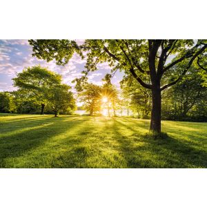 PSH054-VD4 Фототапет Golden Moment Pure 2