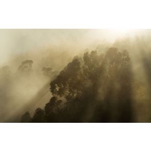 PSH113-VD4 Фототапет Foggy Sunshine