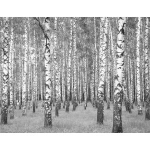 403706 Фототапет Tejo