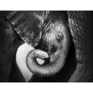 403708 Фототапет Tejo