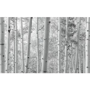 SHX9-030 Photomural Stefan Hefele 2