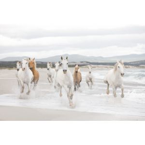 8-986 Фототапет White Horses