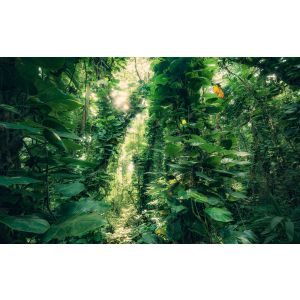 SHX9-114 Фототапет Green Leaves