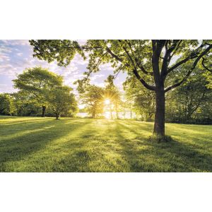 SH054-VD4 Фототапет Golden Moment