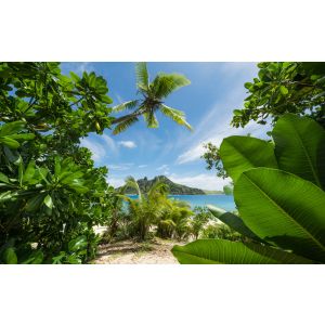 SHX9-106 Фототапет Cast Away Jungle