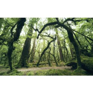 SHX9-104 Фототапет Ancient Green