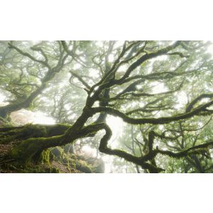 PSH092-VD4 Photomural Pure