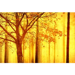 DD117950 Photomural Edge 2