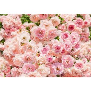 8-937 Фототапет Rosa