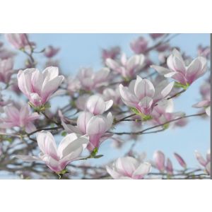 8-738 Фототапет Magnolia