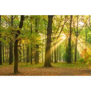 DD129566 Фототапет Woodland