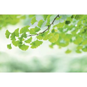 DD129567 Фототапет Ginkobranch