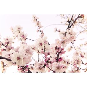 DD129571 Фототапет Cherry Blossom