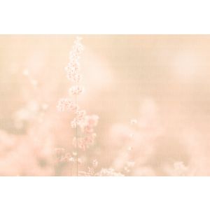 DD134711 Photomural Walls by patel 5 Soft Meadow1