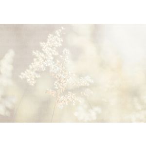 DD134717 Photomural Walls by patel 5 Soft Meadow2