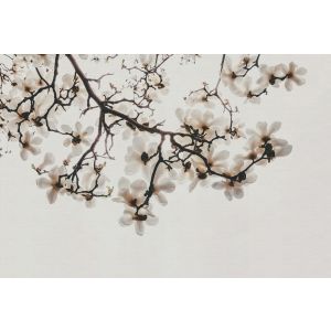 DD134837 Photomural Walls by patel 5 Magnolia